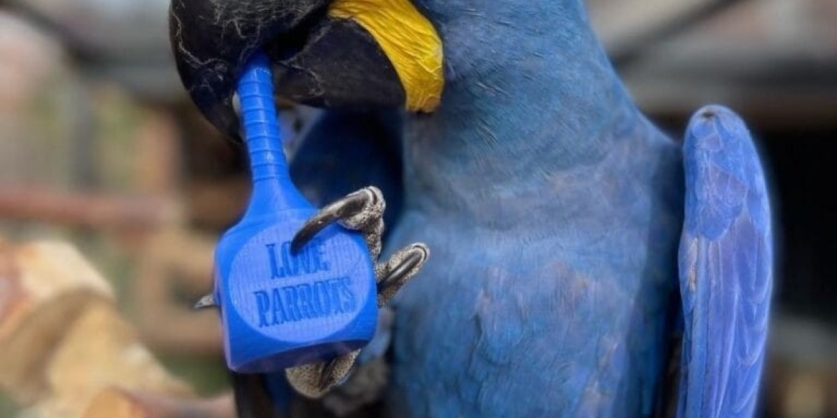 Where to Buy Macaws: A Comprehensive Guide