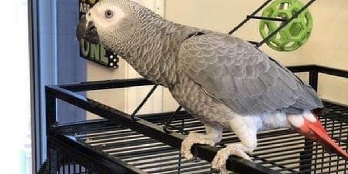 The Cost of Owning an African Grey Parrot: A Comprehensive Overview